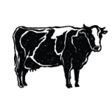 vache vache